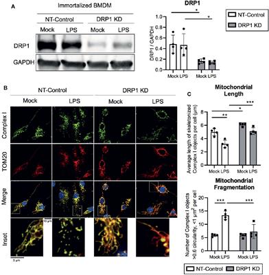 The Mitochondrial Fission Regulator DRP1 Controls Post-Transcriptional Regulation of TNF-α